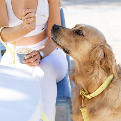 Yellow Collar