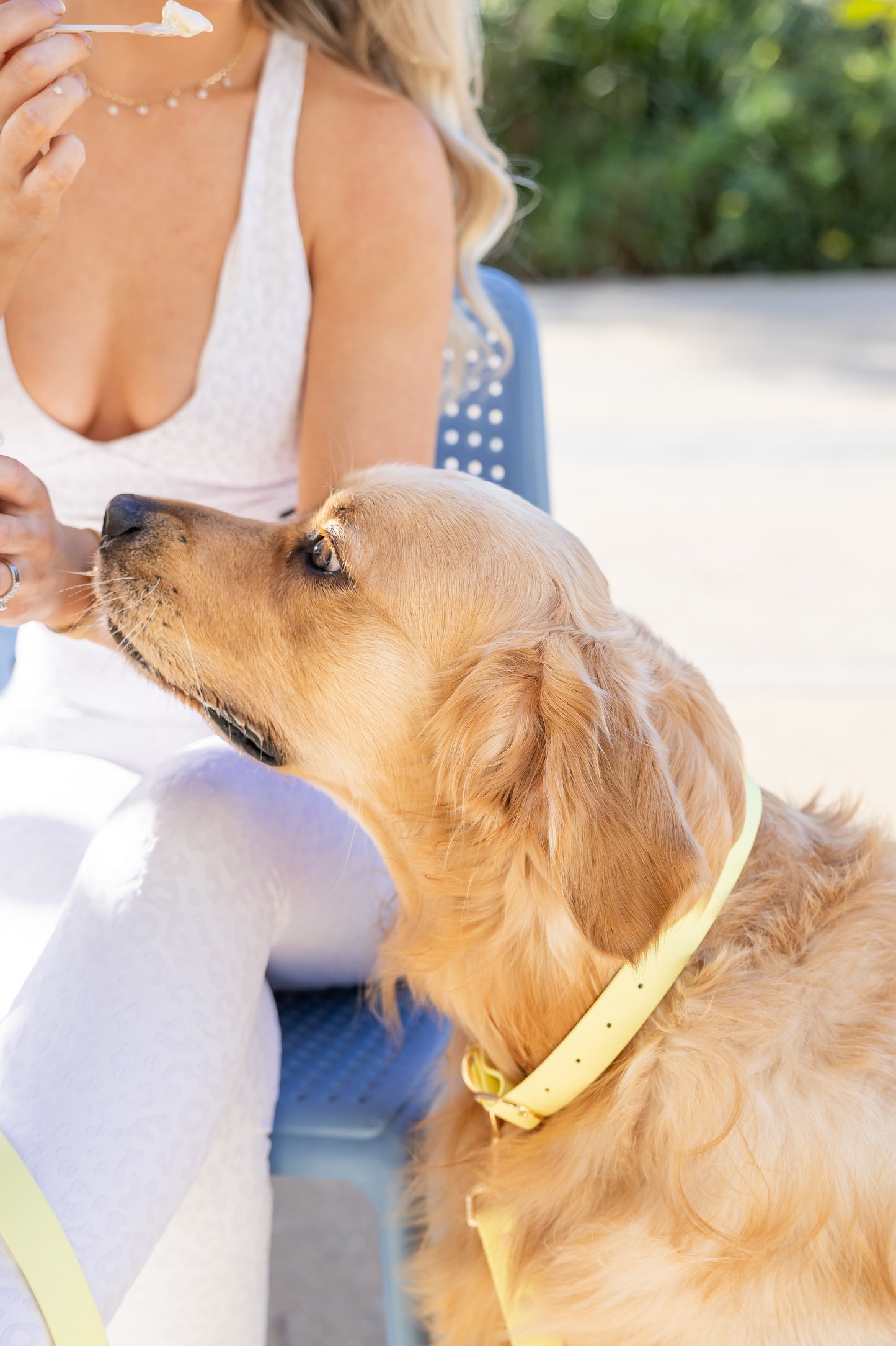 Yellow Collar