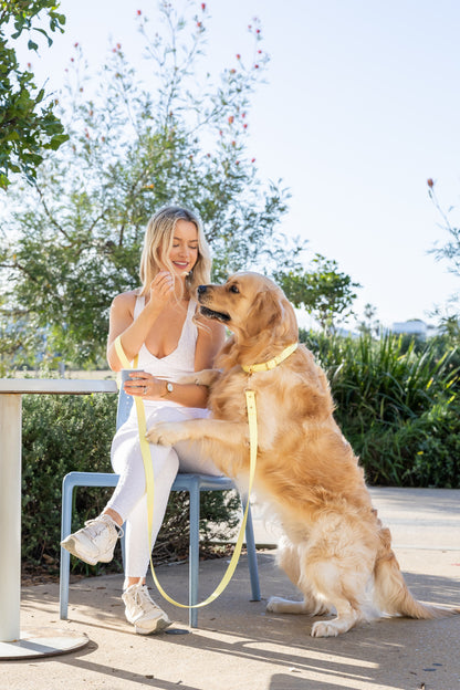 Yellow Collar