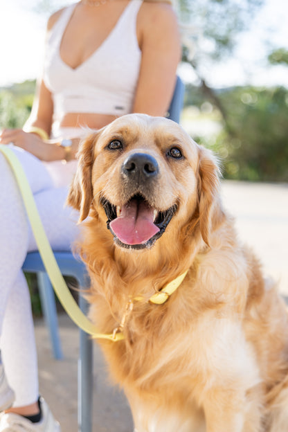 Yellow Collar