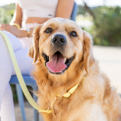 Yellow Leash