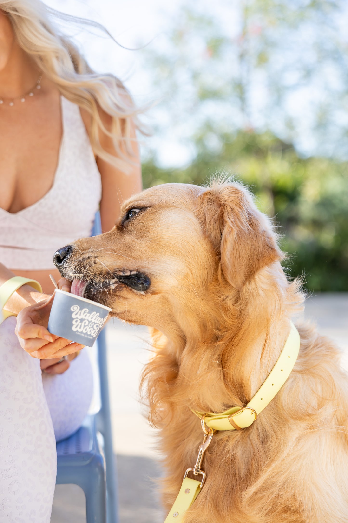 Yellow Collar