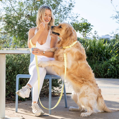 Dog relishing ice cream alongside its mum, showcasing a cheerful yellow waterproof lead for a fun outing.